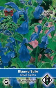 Salvia patens