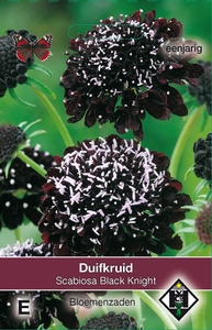 Scabiosa atropurpurea Black Knight