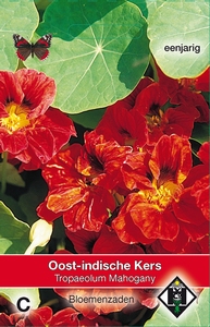 Tropaeolum m. n. Mahogany
