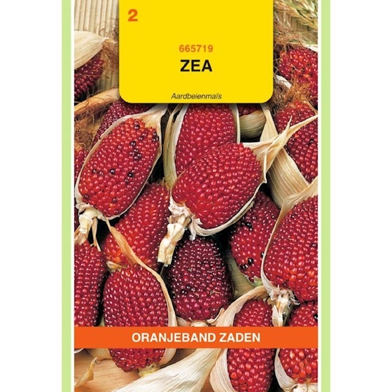 Zea gracillima Strawberry Corn - Aardbeimais