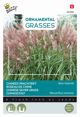 Siergras Ornamental Grasses, Miscanthus sinensis Neue Hybrid