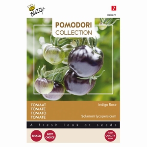 Tomaat Pomodori Indigo rose (zwart) NIEUW