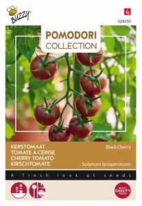 Tomaat Pomodori Black Cherry  NIEUW