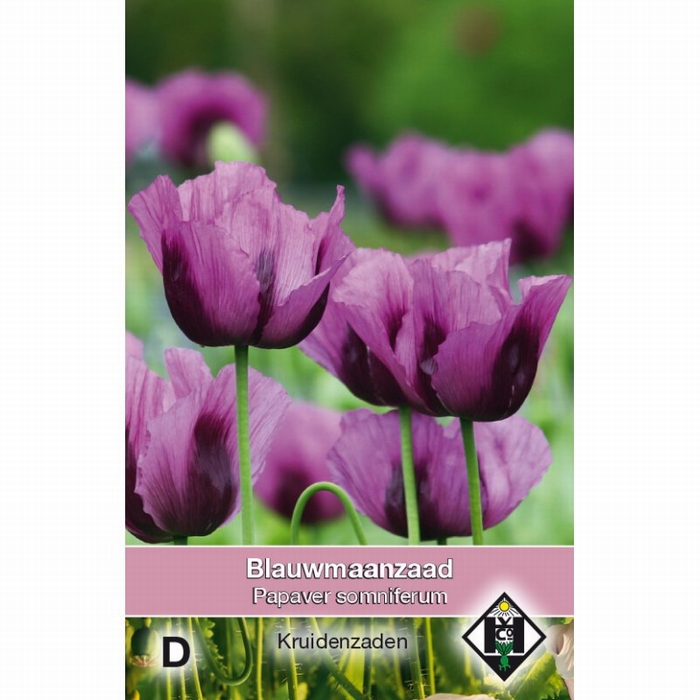 Papaver somniferum  - Blauwmaanzaad