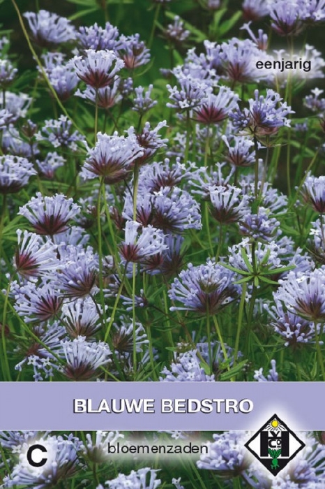 Asperula orientalis, Blauwe Bedstro - Oosterse Bedstro  23-30cm