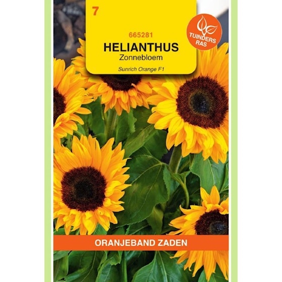 Helianthus zonnebloemen,Sunrich Orange, 110cm hoog