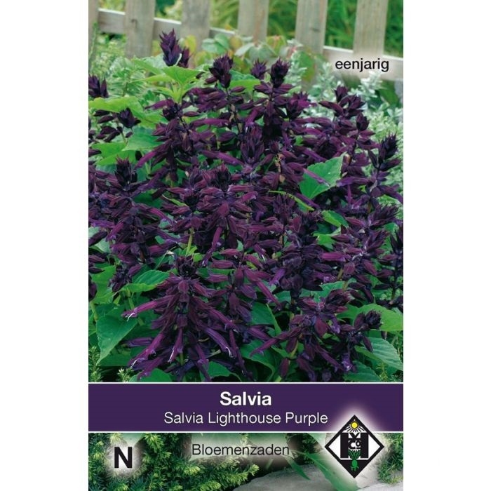 Salvia splendens, Lighthouse Purple (donkerpaars) NIEUW