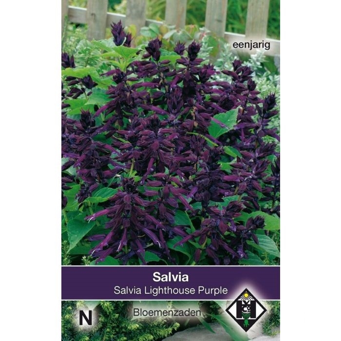 Salvia Lighthouse Purple