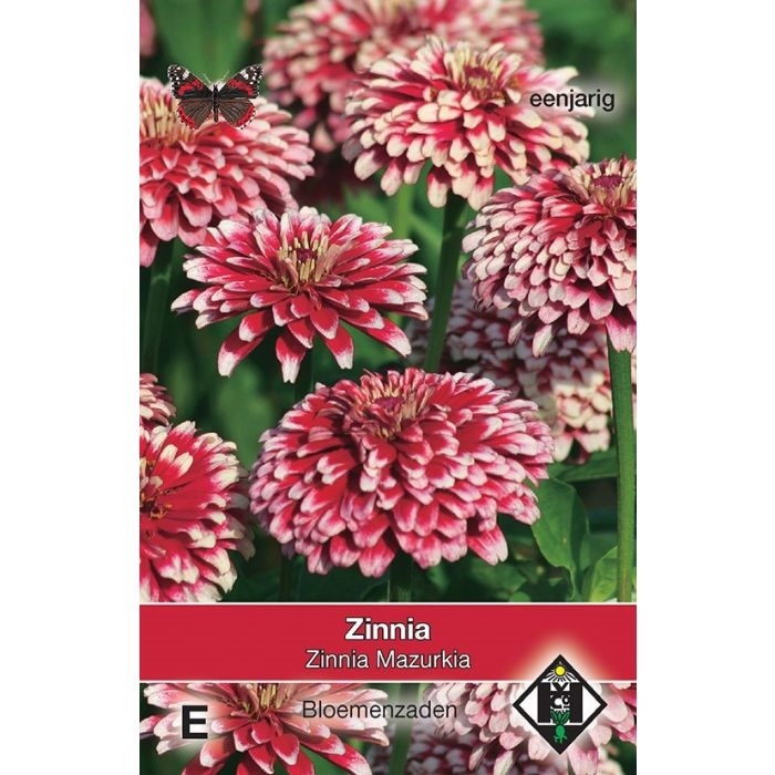 Zinnia elegans Mazurkia