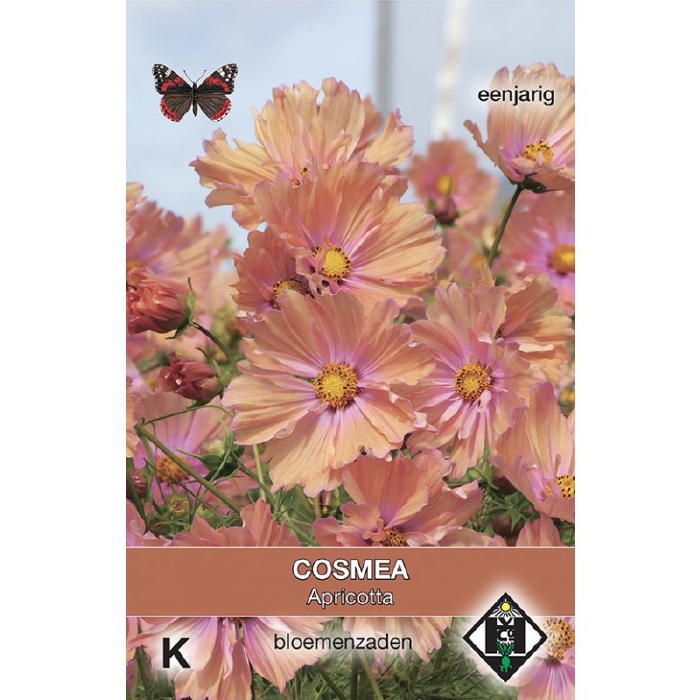 Cosmos, Cosmea bipinnatus Apricotta  NIEUW