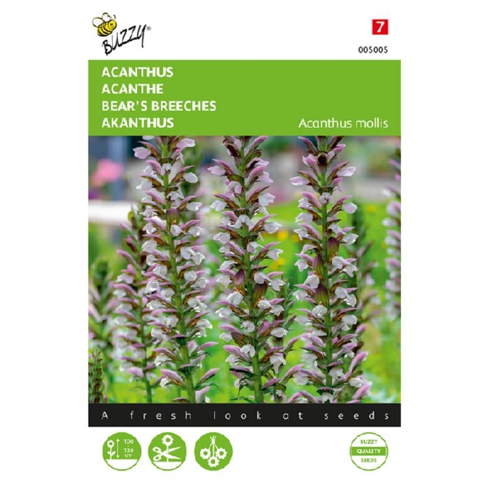 Acanthus mollis   -  NIEUW