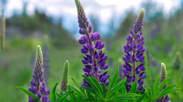 Lupine  Blauwe, zoete lupine (vlinderbloemig gewas) 250gram