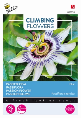 Passiflora caerulea, passiebloem
