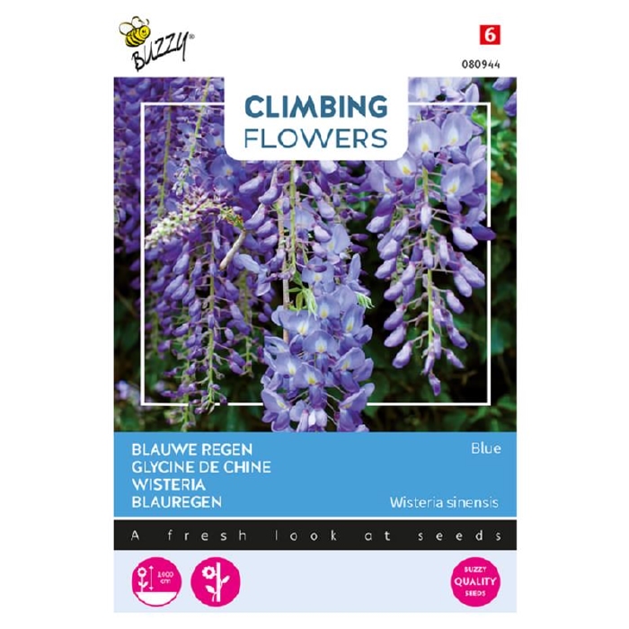 Wisteria zacht blauw, blauwe regen  (Winterhard)