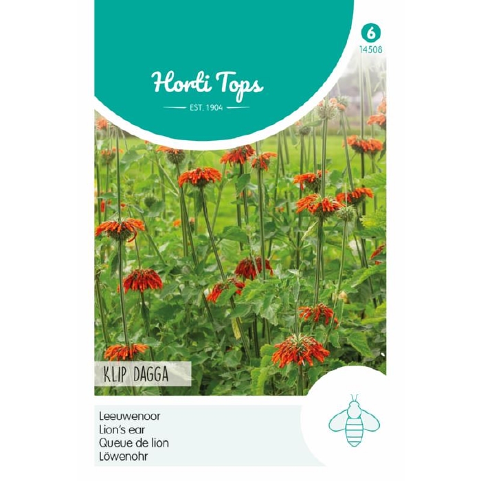 Leonotis nepetifolia, Leeuwenoor   - NIEUW
