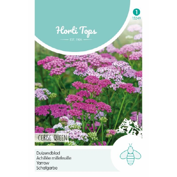 Achillea, Duizendblad Cerise Queen    - NIEUW