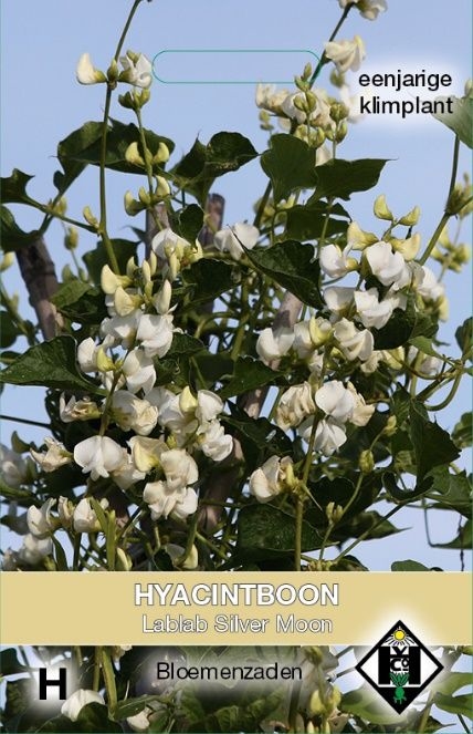 Dolichos Lablab, Hyacinthboon (helmboom)  Silver Moon - Wit