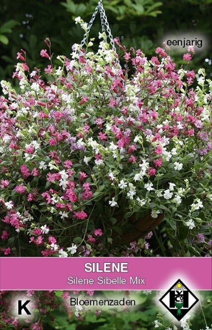 Silene pendula Sibella  Mix - NIEUW