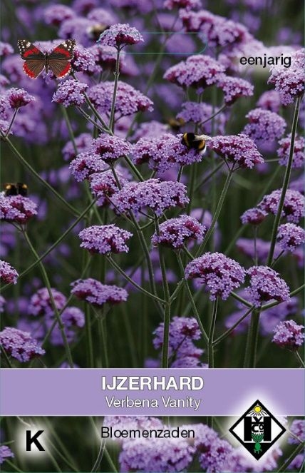 Verbena bonariensis Vanity  - NIEUW