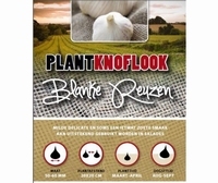 Plant Knoflook - Blanke Reuzen, wit - per 12 stuks