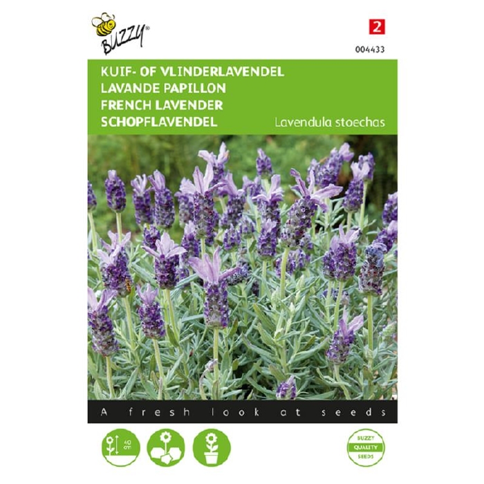 Lavendel stoechas , Kuif- of Vlinderlavendel