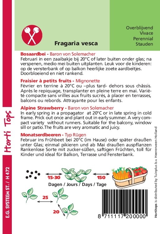 Aardbeien  -  Baron Van Solemacher  Bosaardbei