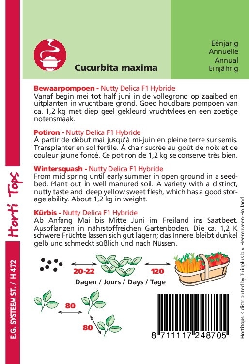 Curcubita Sweet Mama F1  Hybride ( vh Nutty Delica) Pompoen