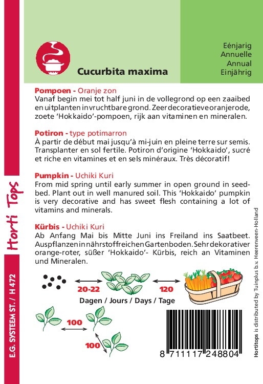 Pompoen Oranje Zon - Uchiki Kuri   (pompoenachtige)
