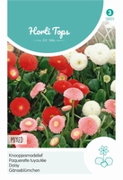 Bellis Perennis Pomponette Gemengd