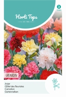Dianthus Caryophyllus Grenadin Gemengd