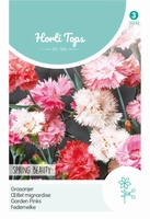 Dianthus Plum. Dbl.Bl.Gem. Spring Beauty