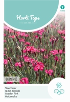 Dianthus Deltoides Erectus Karmijnrose