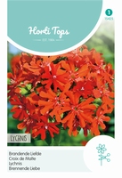 Lychnis Chalcedonica (Brandende Liefde)
