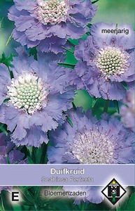Scabiosa caucasia Perfecta