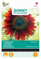Helianthus zonnebloemen, Avond Zon, bruinrood, 180cm hoog