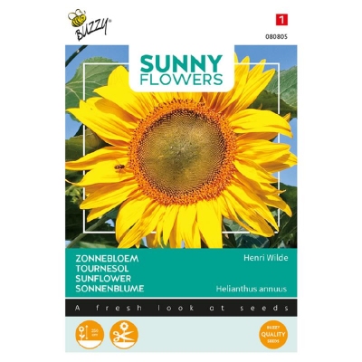 Helianthus zonnebloemen King Kong sterk vertakkend 300cm hg.
