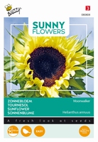Helianthus zonnebloemen Moonwalker, ook vogelvoer 250cm hoog