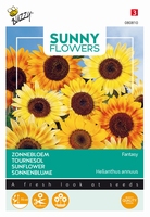 Helianthus zonnebloemen Fantasy, goede snijbloem 70cm hoog