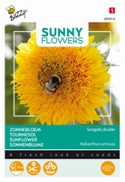 Helianthus Zonnebloemen, Sungold, border en snijbloem 50cm