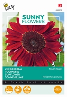 Helianthus Zonnebloemen, Moulin Rouge donkerrood 150 cm hoog