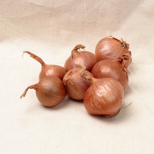 Plant-Sjalotten,    Rode sjalotten,   Red Sun 500 gr