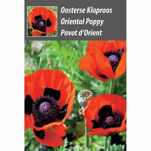 Oosterse Klaproos, Papaver  weggeefzakje / uitdeelzakje