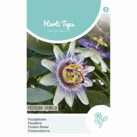 Passiflora caerulea (Passiebloem)