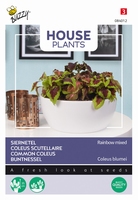 Coleus Blumei Regenboogmengsel, Siernetel