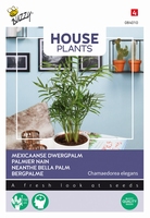 Mexicaanse Dwergpalm, Chamaedorea, Sierpalm kamerplant