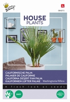 Califonrische Palm, Washingtonia filifera, kamerplant