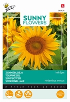 Helianthus zonnebloem Irish Eyes Lage zonnebloem 55cm ACTIE