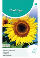 Helianthus, Zonnebloemen Giganteus  250-300cm  -  Actieprijs (staffelprijzen)