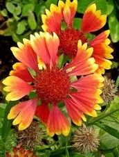 Bloemen 2-jarige en vaste planten