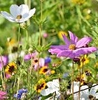 Bloemenmengsels